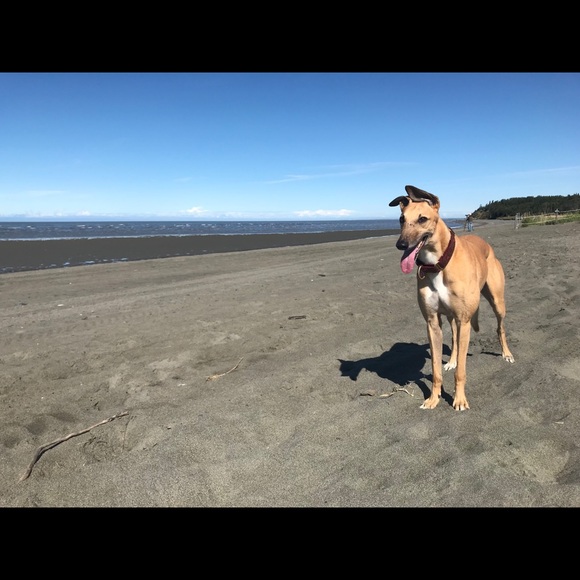 Melissa in Alaska ♥ FASTDOGS - Picture 13 of 14